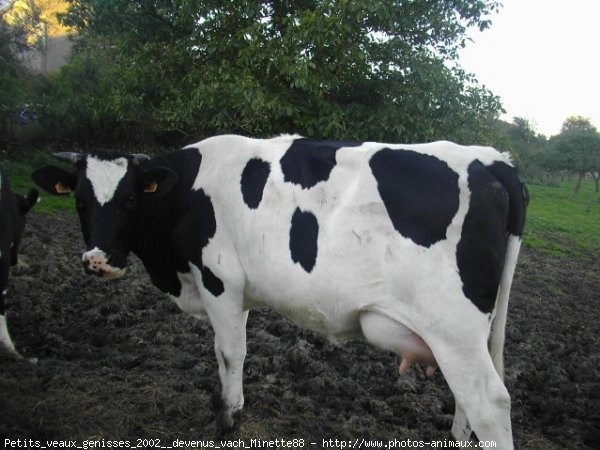 Photo de Vache