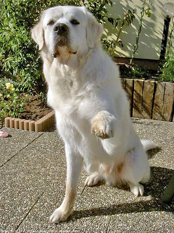 Photo de Chien de berger des tatras