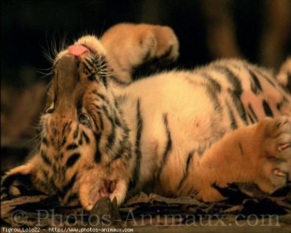 Photo de Tigre