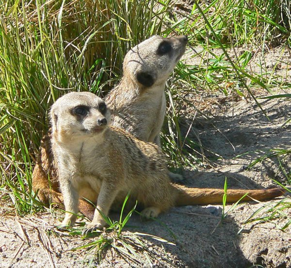 Photo de Suricate