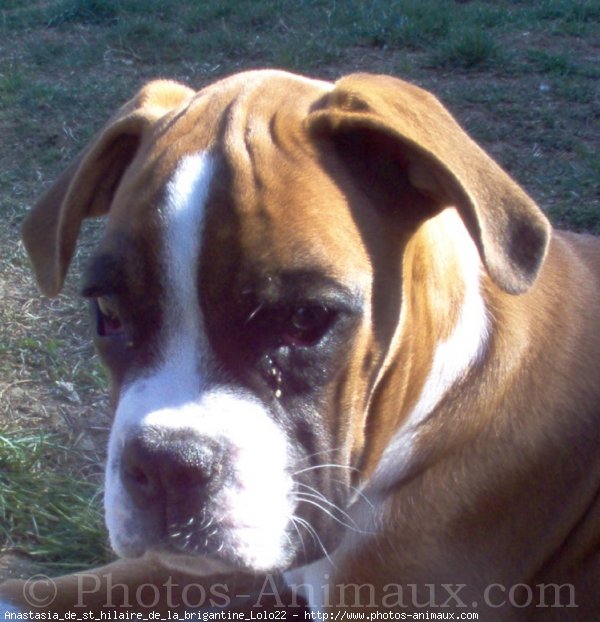 Photo de Boxer