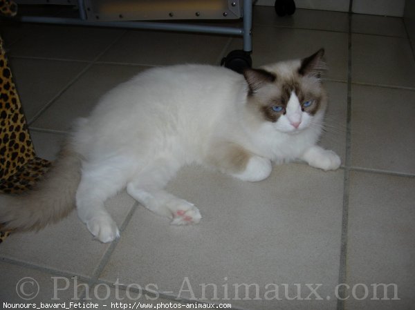 Photo de Ragdoll