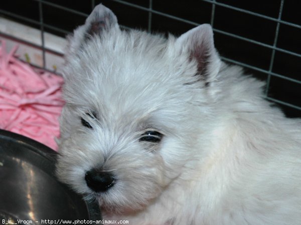 Photo de West highland white terrier