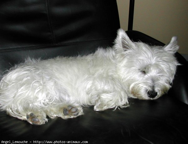 Photo de West highland white terrier