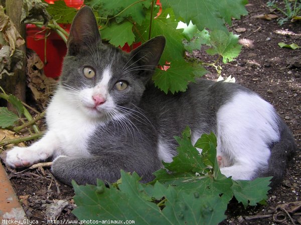 Photo de Chat domestique