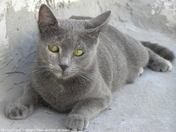 Photo de Chat domestique