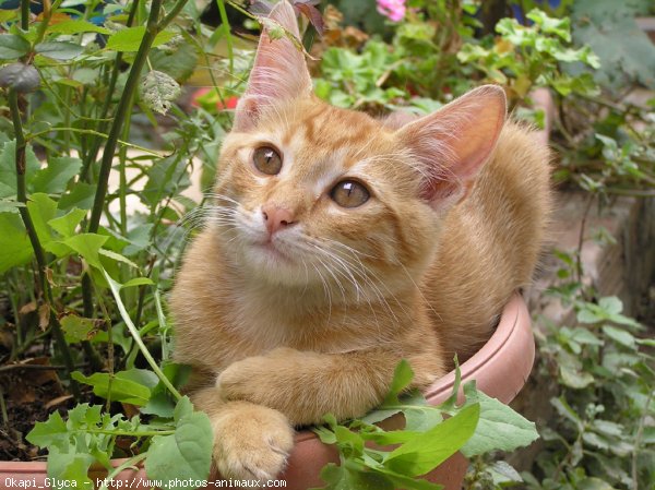 Photo de Chat domestique