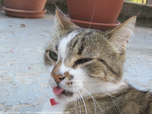 Photo de Chat domestique