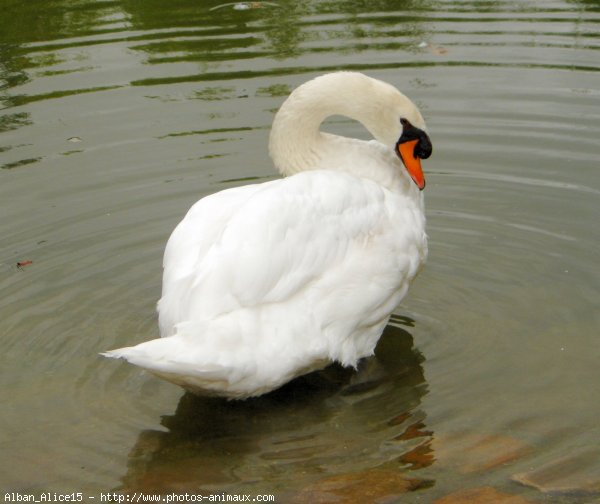 Photo de Cygne