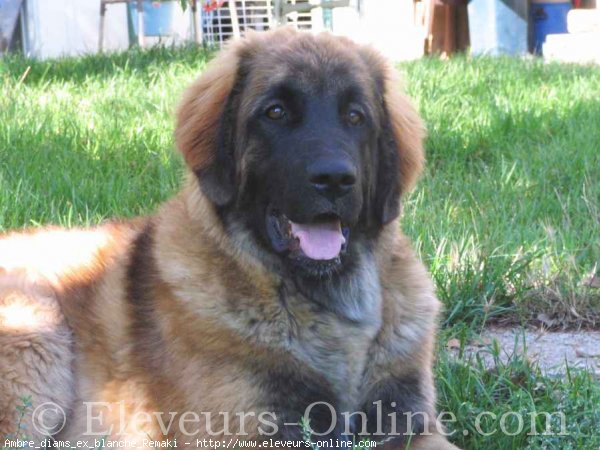 Photo de Leonberg