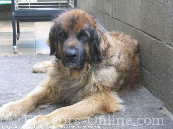 Photo de Leonberg