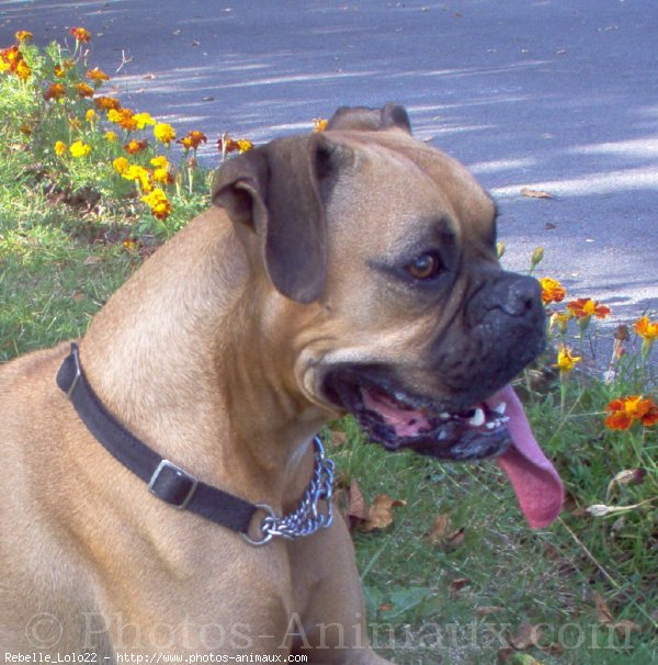 Photo de Boxer