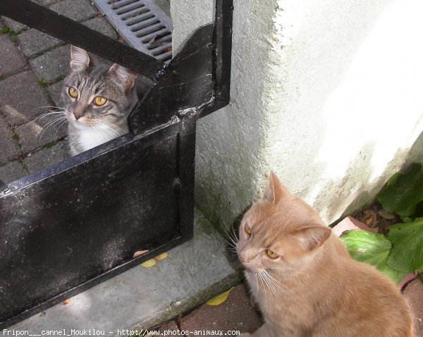 Photo de Chat domestique