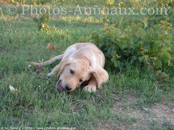 Photo de Labrador retriever