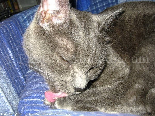 Photo de Chartreux