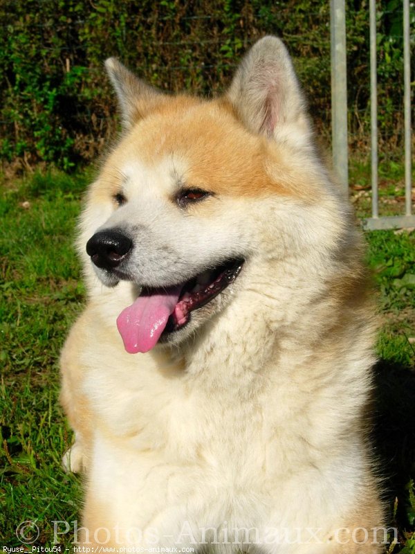 Photo d'Akita inu