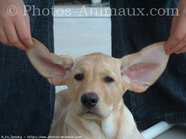 Photo de Labrador retriever