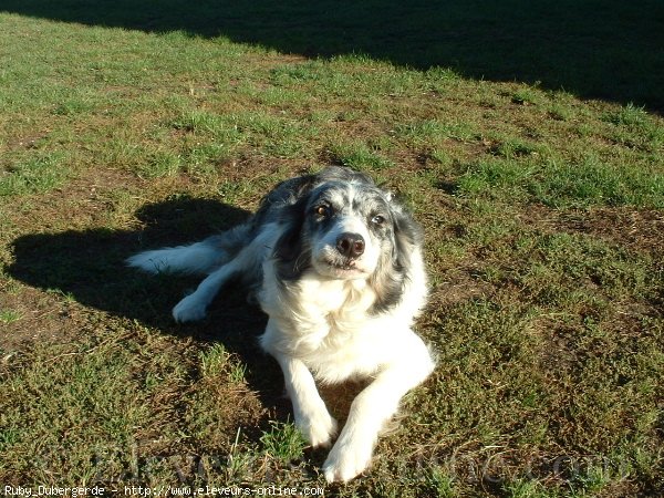 Photo de Border collie