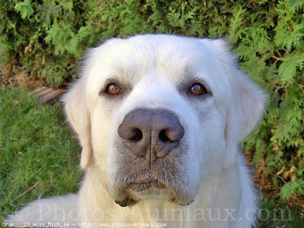 Photo de Chien de berger des tatras