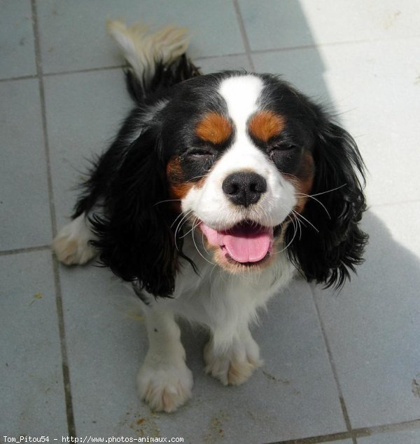 Photo de Cavalier king charles spaniel