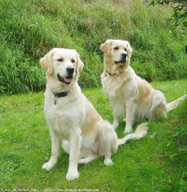 Photo de Golden retriever