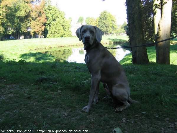 Photo de Braque de weimar poil court