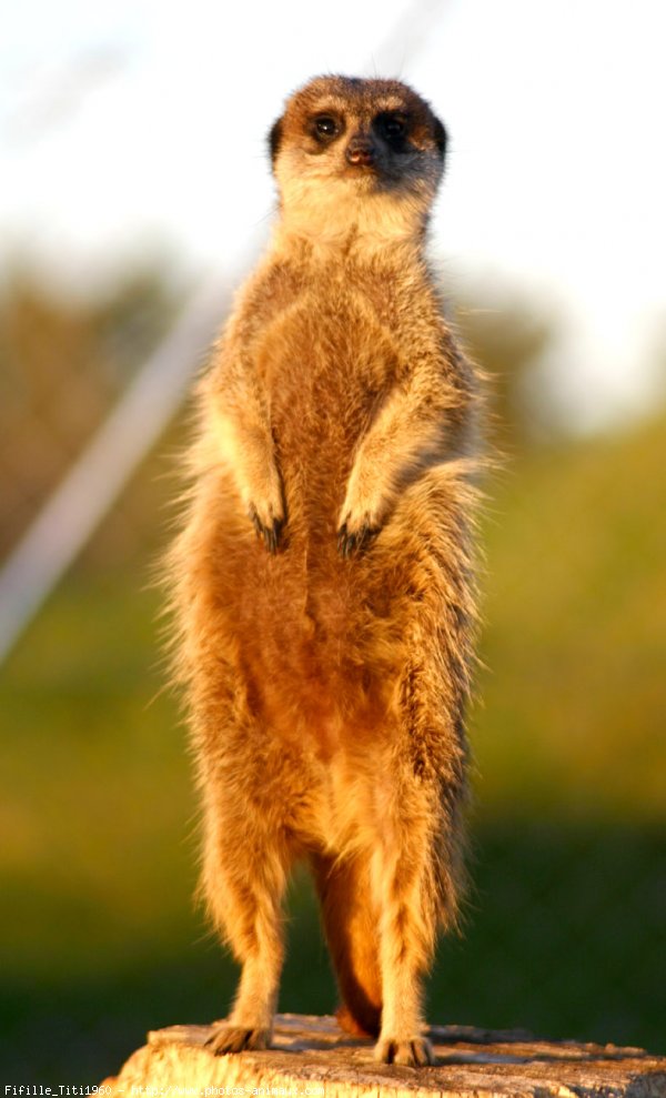 Photo de Suricate