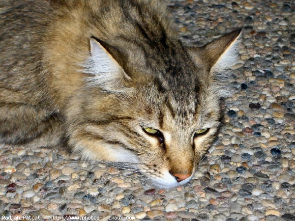 Photo de Croisement