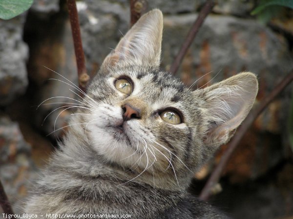 Photo de Chat domestique