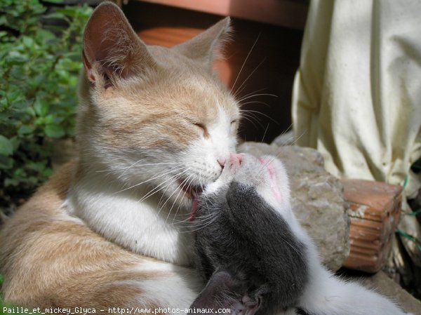 Photo de Chat domestique