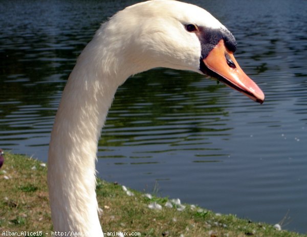 Photo de Cygne