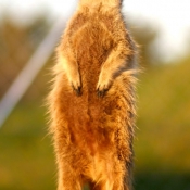 Photo de Suricate