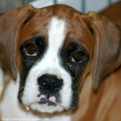 Photo de Boxer