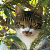 Photo de Chat domestique