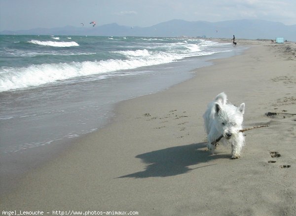 Photo de West highland white terrier