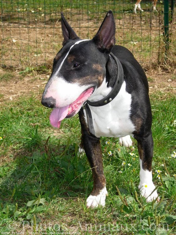 Photo de Bull terrier