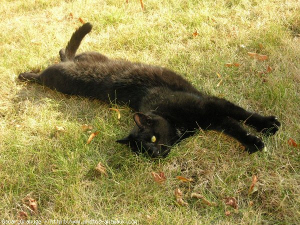 Photo de Chat domestique