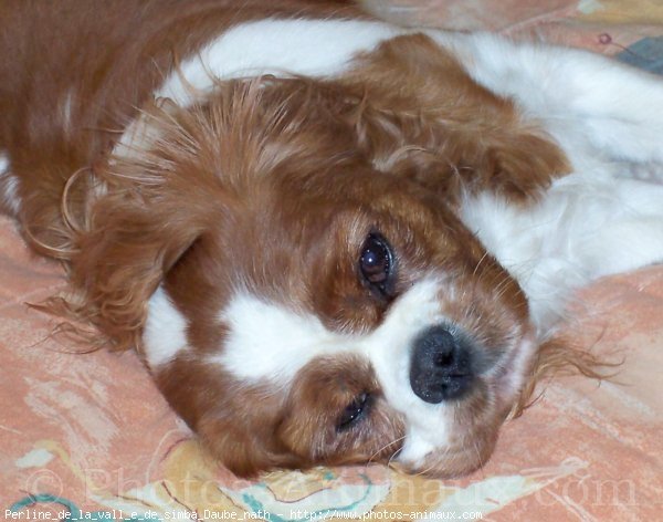 Photo de Cavalier king charles spaniel