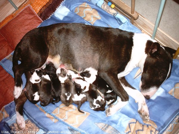 Photo de Bull terrier miniature