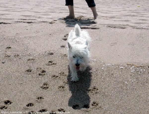 Photo de West highland white terrier