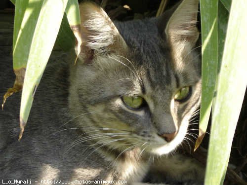 Photo de Chat domestique