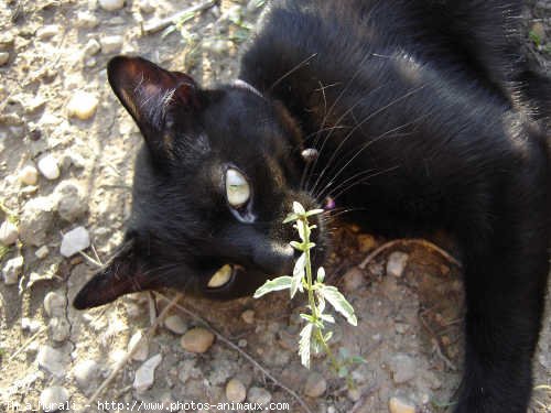 Photo de Chat domestique