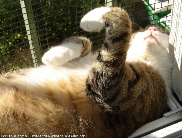 Photo de Chat domestique