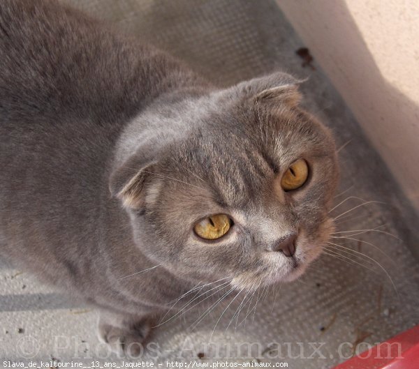 Photo de Scottish fold