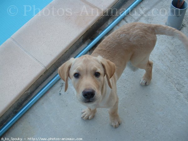 Photo de Labrador retriever