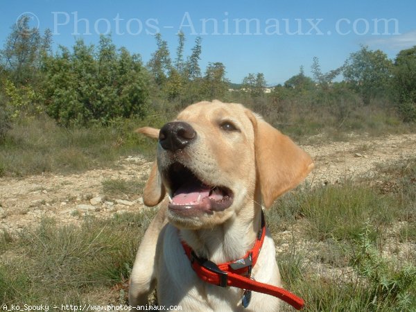 Photo de Labrador retriever