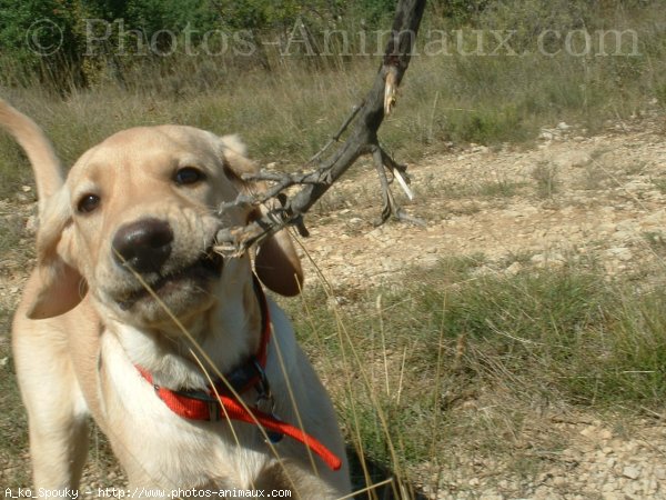 Photo de Labrador retriever