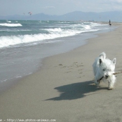 Photo de West highland white terrier