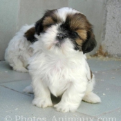 Photo de Shih tzu