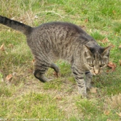 Photo de Chat domestique